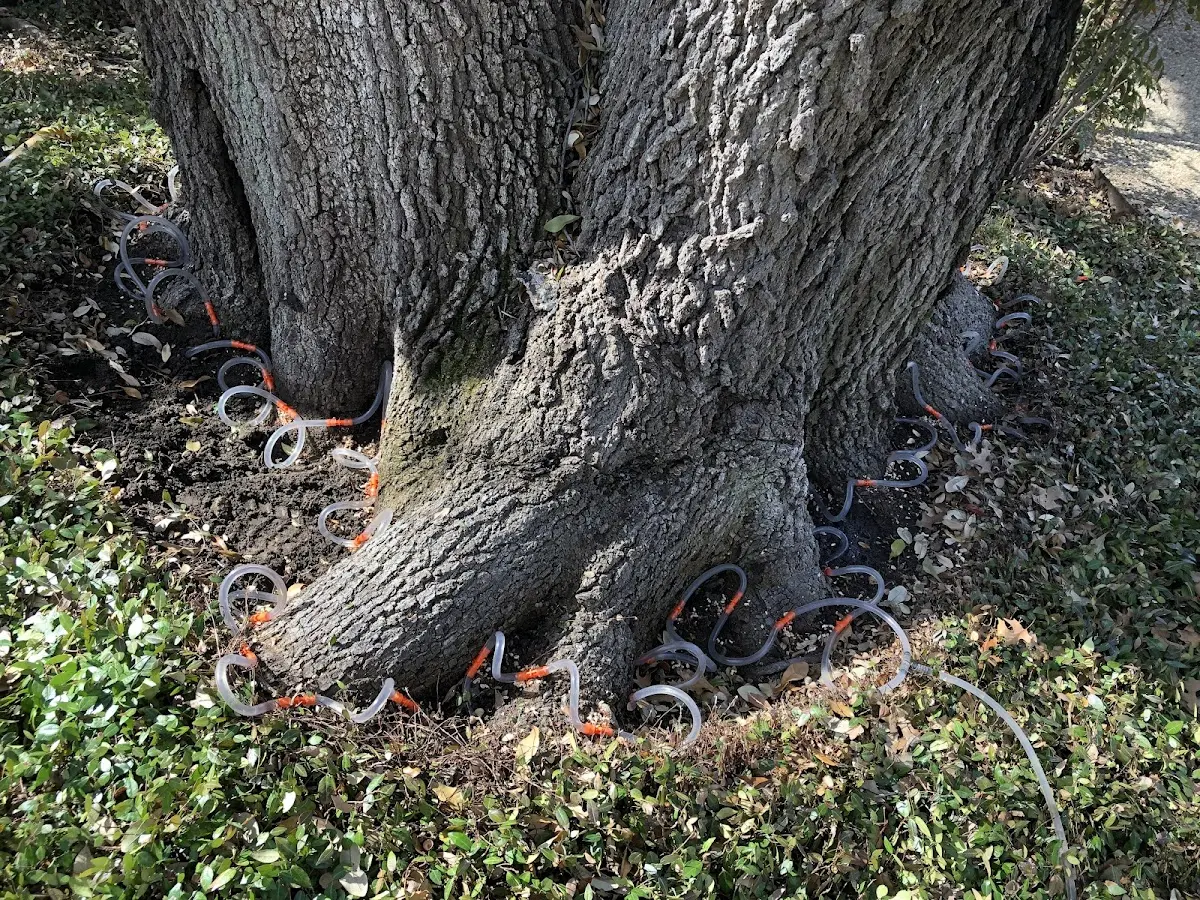 Detailed Tree Cabling and Bracing job site in Eatonville