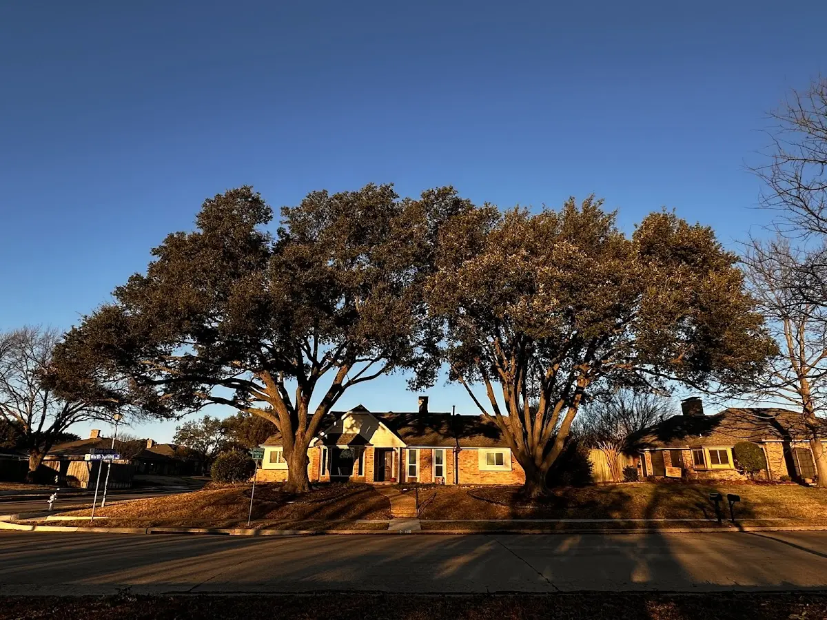 Established residential canopy tree shading a home in Eatonville